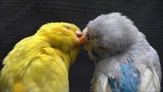 Budgies mating in outside aviary ! Parakeet Breeding 2019