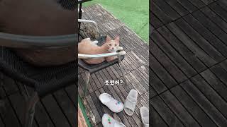 사라진 핸드폰을 고양이에게 물어보았다 개냥이 대답냥일상