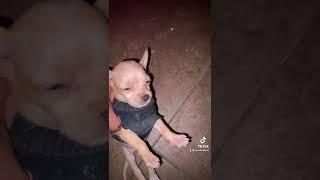 Moncho el perrito #viral de #tiktok 🫣 #moncho #calcetin #perrito #dormilon