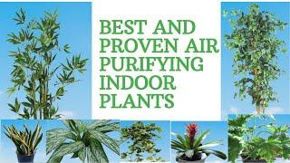 BEST PROVEN AIR PURIFYING INDOOR PLANTS  WE NEED 2021 #airpurifyingplants