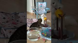 How my cats enjoy their summer️ #shorts #cat #funny