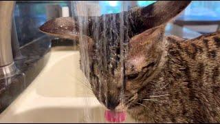 Savannah Cat Zara Loves Being In Water