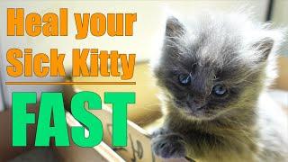 Save the Vet Fees! DIY: Healing your Sick Kitten!