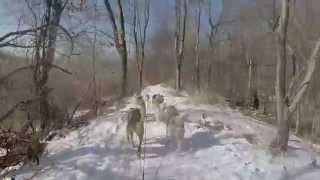 Dog sled crash