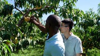 GLOBALink | Explore China's "hometown of honey peaches" with Burundian youth