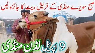 Luddan Cow Mandi Today Latest Update 09-04-2025 - Cow Mandi 2024 - Cholistani Bachre in Ludan Mandi