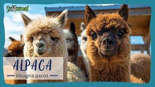 ALL ABOUT ALPACAS.