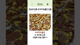 K-디저트화된 두바이초콜릿 뇌절의 뇌절 근황