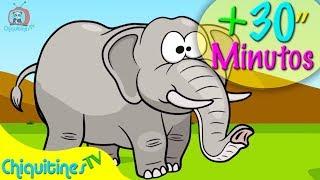 El Elefante Camina hacia Adelante Mas 30 minutos de Música Infantil