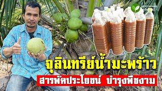 จุลินทรีย์น้ำมะพร้าว สารพัดประโยชน์