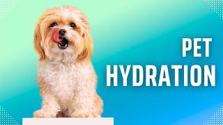 Pet Hydration - Wellness