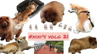 【xixi's Vlog 21 - 悉悉憨憨和蛋挞】