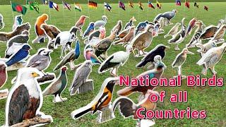 National  Birds of all Countries | Flags and Countries name with National Brids