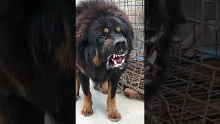 5 Most deadliest and dangerous dog breeds in the world  #shorts #dog