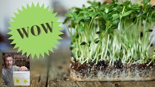 2023 Best Deal on Seeds for Microgreens and Diy Hydroponics