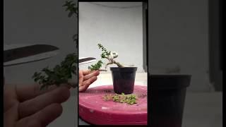 BONSAI SANCANG LIUK |INSPIRASI BONSAI