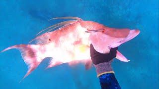 Polespearing GIANT Hogfish in the BAHAMAS - Episode 15