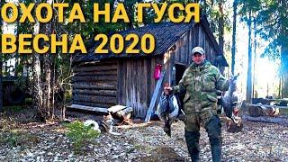  Охота на ГУСЯ и Селезня Весна 2020