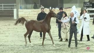 N 82 SQ SHAHWAN   ERAB Arabian Horse International Show 2024   Colt Foals Class 2B