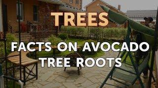 Facts on Avocado Tree Roots