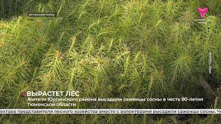 Жители Юргинского района высадили саженцы сосны в честь 80-летия Тюменской области