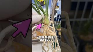 산채품 난초•• 뿌리가 좋네요