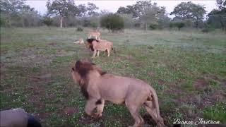 LIONS FIGHT FOR DOMINANCE IN A PRIDE