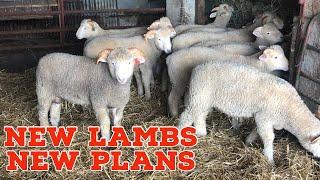 Producing Steak House Quality Lambs