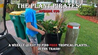 Finding FREE Tropical Plants in the Trash! The Plant Pirates Episode #90