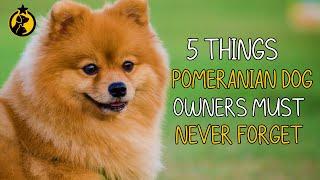 5 Things Pomeranian Dog Owners Must Never Forget