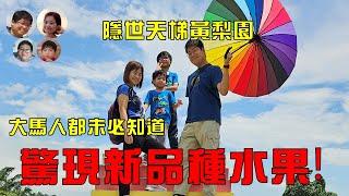 EP104 不只玩水！Port Dickson隱世黃梨園 彩虹天梯必去打卡熱點 | Sky Ladder Pineapple Farm | MY高清談 | 馬拉高Family 