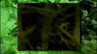 Earth Dweller - Deborah Martin and Steve Gordon - www.jhanamusic.com