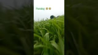 Farming  || trending shorts ... #shortsfeed #farming #rice #field #kishan  #videography