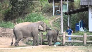 Thai Elephant Conservation Center