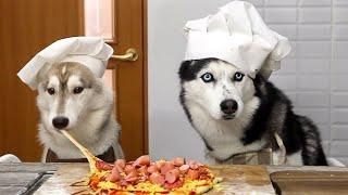 Husky Dogs Have Cooked an Incredible Pizza