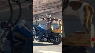 Only in ARIZONA!