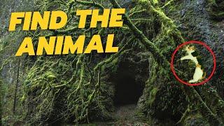 Find The 20 Hidden Animals - Quiz