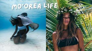 MO'OREA, FRENCH POLYNESIA | swimming with whales, how we take photos, island life