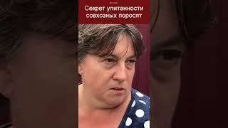 Почему поросята быстро растут