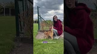 Покраснели листья у голубики. Как спасать? #питомникрастений #голубика #сад