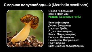 Сморчок полусвободный (Morchella semilibera)