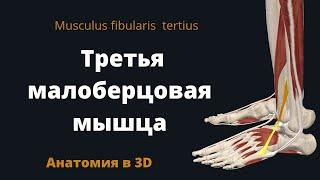 Третья малоберцовая мышца. Musculus peroneus tertius. Краткая 3-D анатомия.