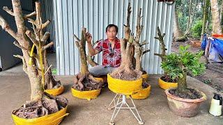 MAI VÀNG Minh ngày 4-12-2025(#O964877OO8 MINH) PHÔI MAI VÀNG, MAI TỨ QUÝ -  @bonsai Can Tho