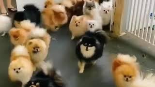 any Pomeranian lovers out there??? | viral videos