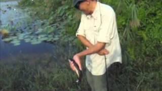 Haruan fishing under thick cover