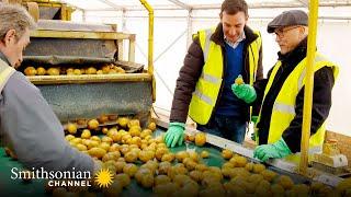 This Farm Helps Make 2 Million Potato Chip Packets A Day  Inside the Factory | Smithsonian Channel