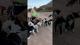 DOGEX:how to pass dogs with 20ft leashes #dogs #dogobedience #poop #dogwalker #dogreaction #leash