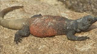 interesting facts about the chuckwalla by weird square