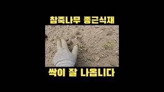 #참죽나무 #종근식재