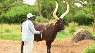 MEET PRESIDENT MUSEVENI'S BEST FRIEND | ANKOLE LONG HORNED CATTLE